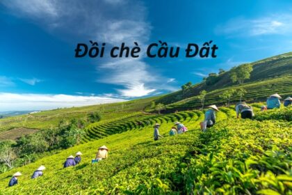 Địa chỉ đồi chè Cầu Đất Đà Lạt ở đâu, săn mây, chụp hình.