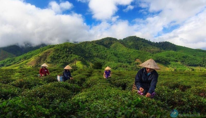 đồi chè Đông Giang