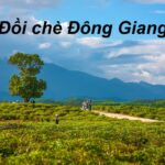 đồi chè ĐôngGiang