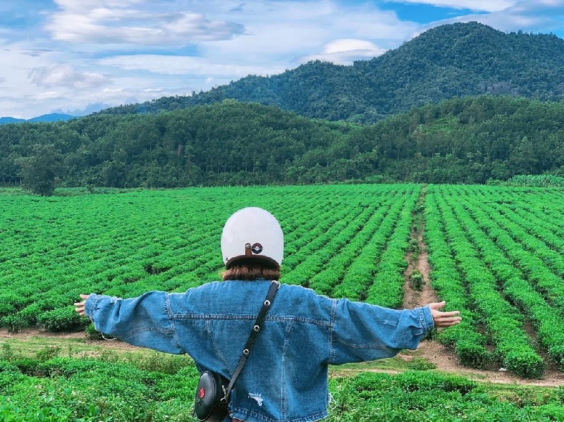 đồi chè Đông Giang