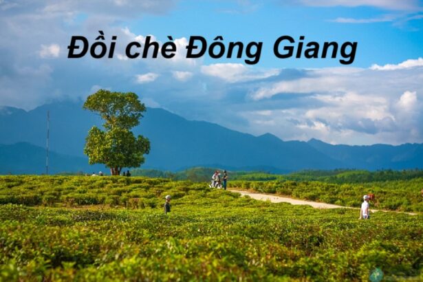 đồi chè ĐôngGiang