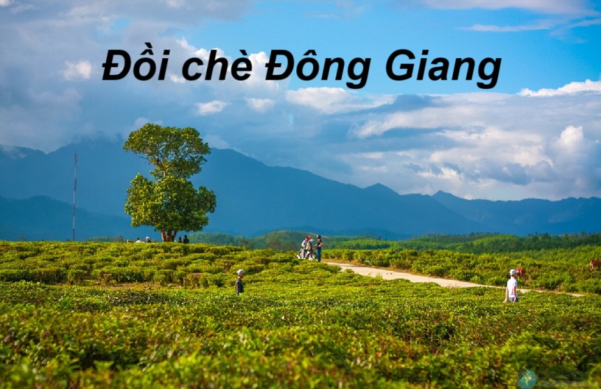 đồi chè ĐôngGiang