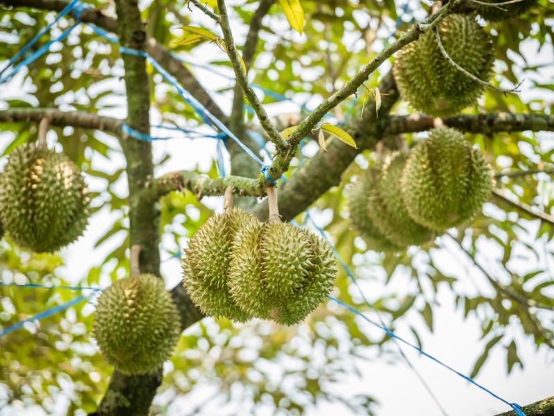 Trái cây đặc sản Long Khánh.